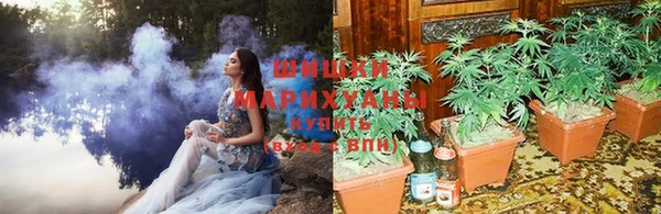 шишки Аркадак
